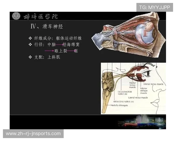 足球肌肉激活方法在比赛前提升球员神经纤维反应速度的作用